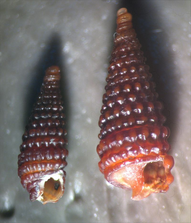 Dizoniopsis bilineata?